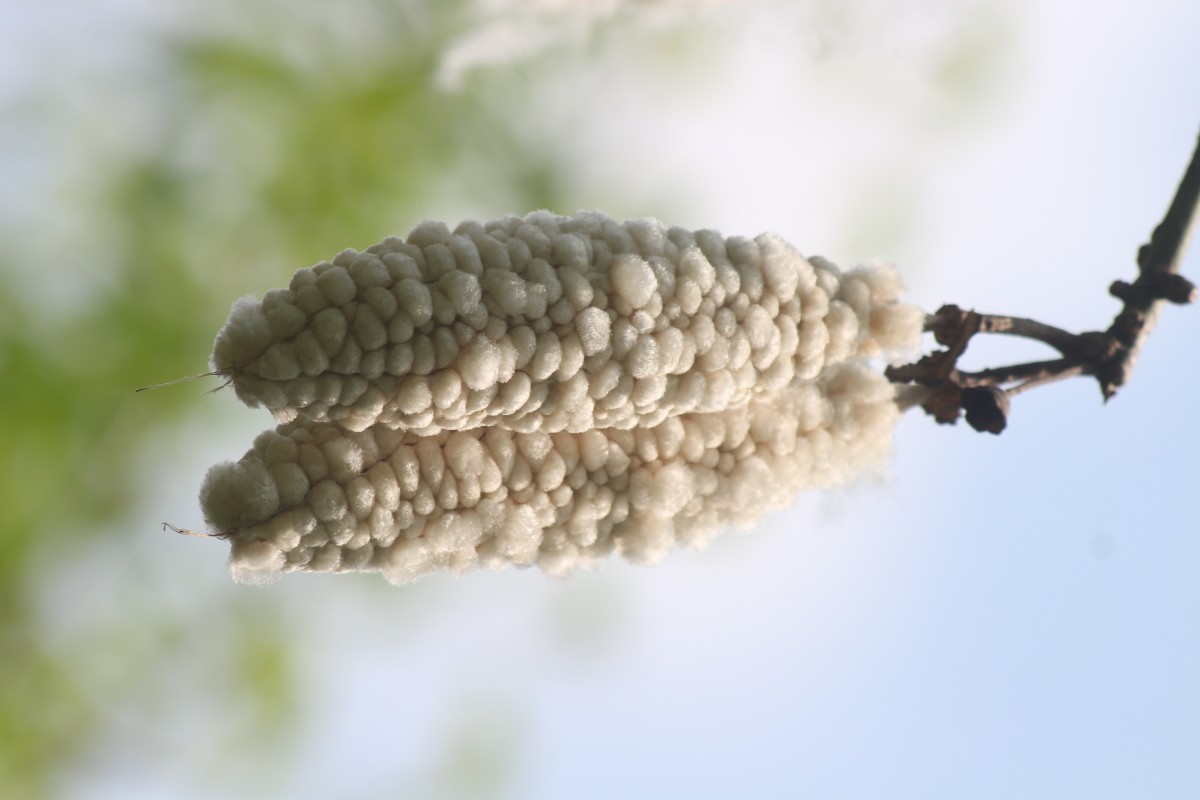 Ceiba pentandra (L.) Gaertn.